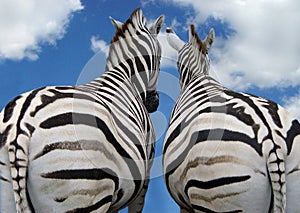 Two zebra in love