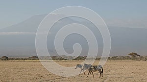 Two zebra and mt kilimanjaro at amboseli in kenya