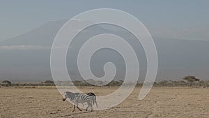 Two zebra and mt kilimanjaro at amboseli in kenya