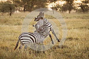 Two zebra playing in Serengeti National Park in Tanzania during safari
