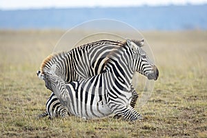 Two zebra playing together in short grass in Amboseli National Park in Kenya