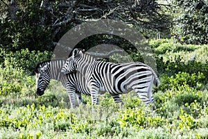 Two zebra`s enjoy the company