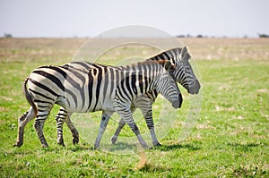 Two Zebra`s grazing in savannah