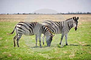 Two Zebra`s grazing in savannah