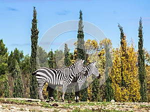 Two zebra in safary park of Sigean