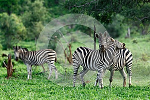 Two zebra stallions engage into a territorial fight.