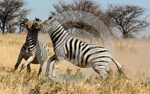 Two Zebra stallions fighting