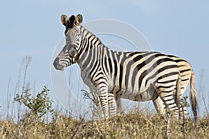 Two zebra