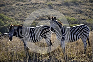 Two zebra on a South African plain