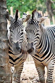 Two zebra starring at the camera