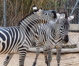 Two zebra