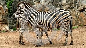 Two zebras