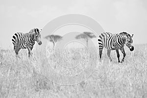 Two Zebras