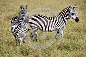 Two zebras
