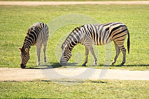 Two Zebras