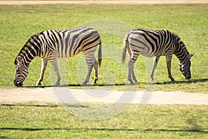 Two Zebras