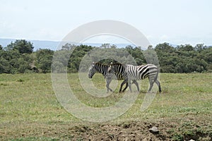 Two zebras