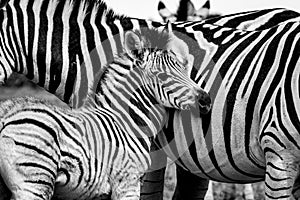 Two zebras in the Addo Elephant National Park, near Port Elizabeth, South africa