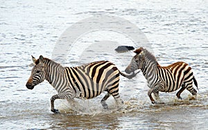 Two zebras (African Equids)