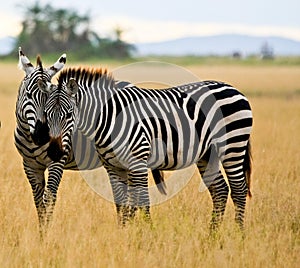 Two zebras in Amboseli photo