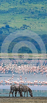 Two zebras in the background flamingo. Kenya. Tanzania. National Park. Serengeti. Maasai Mara.