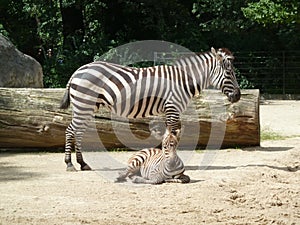 Zebras in the zoo Germany. Mom and the kid.