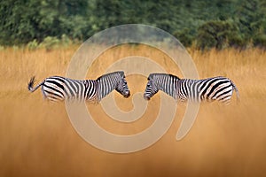Two zebras with blue storm sky. Burchell\'s zebra, Okavango delta, Africa. Wild animal on the green meado photo