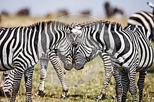 Two Zebras create perfect symmetry, harmony while standing face to face`