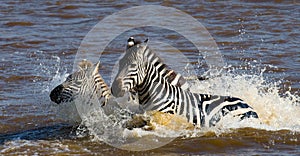 Two Zebras crossing a river. Kenya. Tanzania. National Park. Serengeti. Maasai Mara.