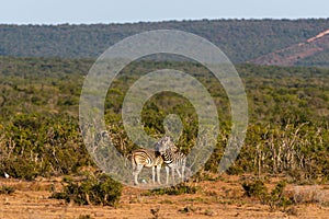 Two zebras cuddling in the open spaces of Addo Elephant Park