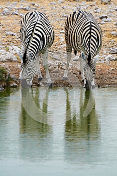 Two zebras drinking at a waterhole