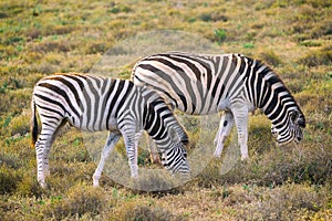 Two zebras eating grass in Addo National Park