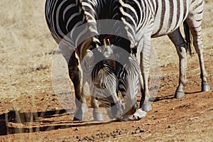 Two Zebras Eating on ground