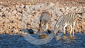 Two zebras  Equus Burchelli drinking at the Okaukuejo waterhole, Etosha National Park, Namibia.