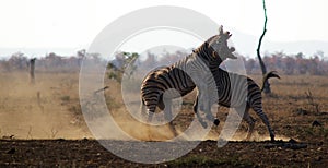 Two Zebras fighting