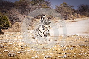 Two zebras fighting in the Etosha National Park, in Namibia