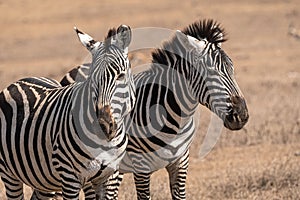 Two Zebras on grassland in the Ngorongoro Conservation Area.