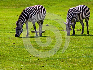 Two Zebras Grazing