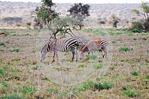 Two zebras grazing