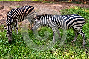 Two zebras are grazing and eating grass in a grassy field