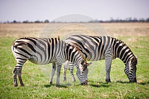 Two Zebras grazing on grass