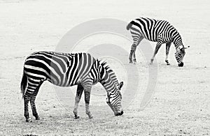 Two zebras grazing in the meadow