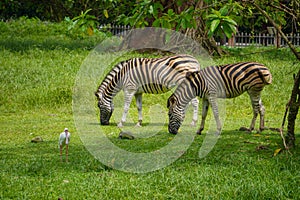 Two zebras on green grass and tree