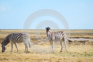 Two zebras