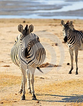 Two zebras looking into camera, one has a very bloated stomach