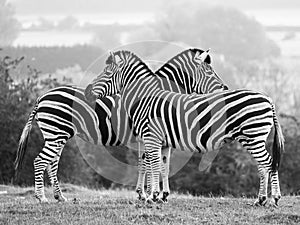 Two zebras, looking in opposite directions, photographed in monochrome at Port Lympne Safari Park, Ashford, Kent UK