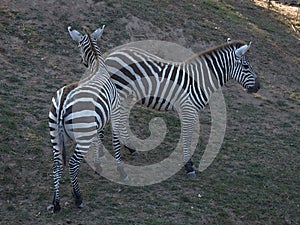 Two zebras in love in ZOO