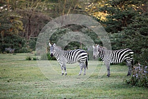 Two Zebras near Naivasha lake
