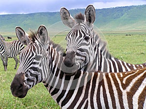 Two zebras in the Ngorongoro Crater