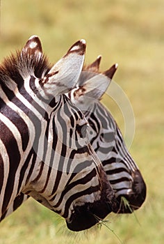 Two Zebras, Ngorongoro Crater, Tanzania